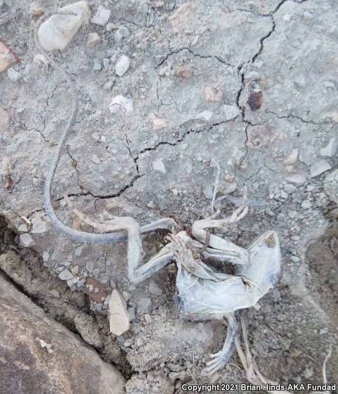 Eastern Collared Lizard (Crotaphytus collaris)