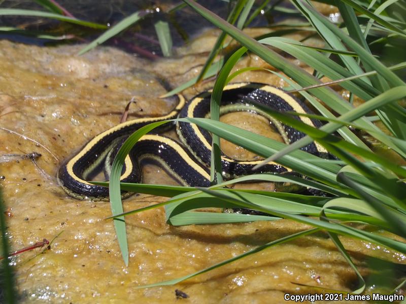 Diablo Gartersnake (Thamnophis atratus zaxanthus)