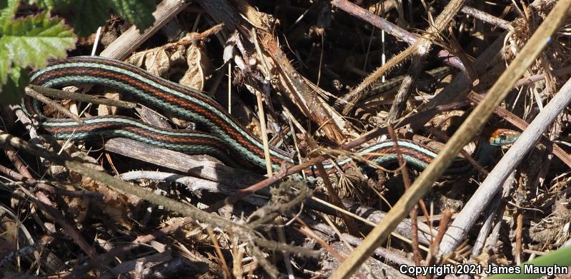 San Francisco Gartersnake (Thamnophis sirtalis tetrataenia)