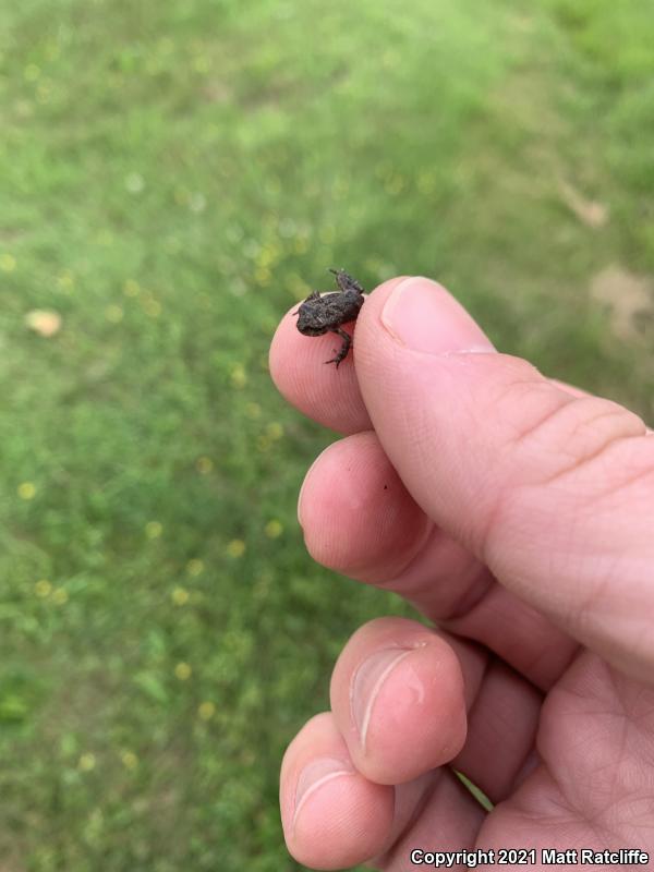 Fowler's Toad (Anaxyrus fowleri)