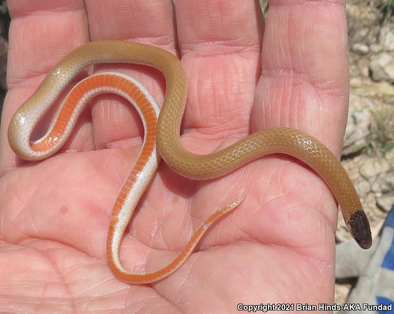 Plains Black-headed Snake (Tantilla nigriceps)