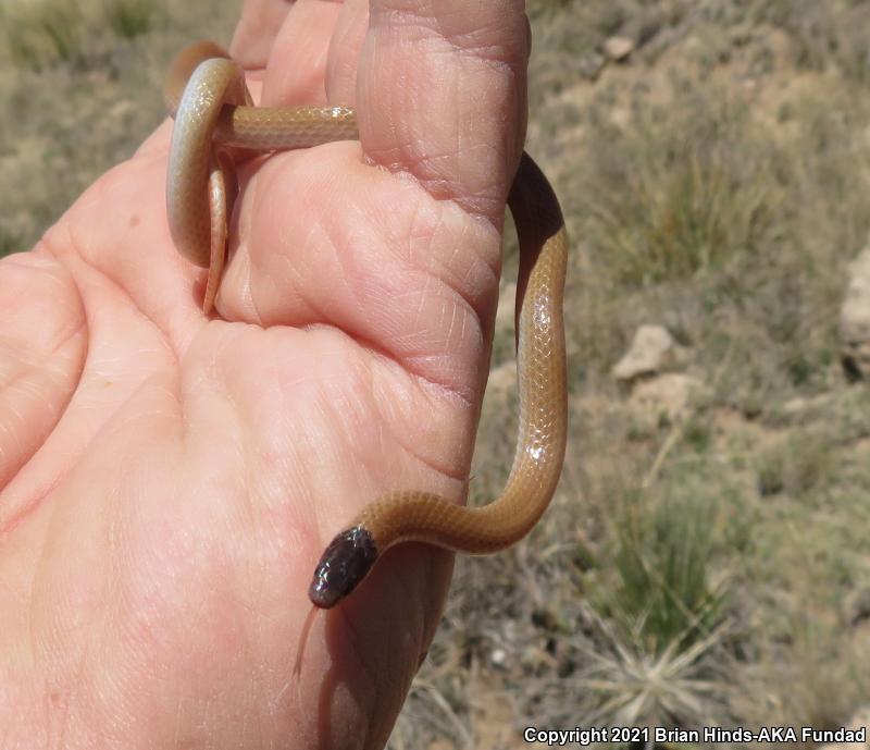 Plains Black-headed Snake (Tantilla nigriceps)