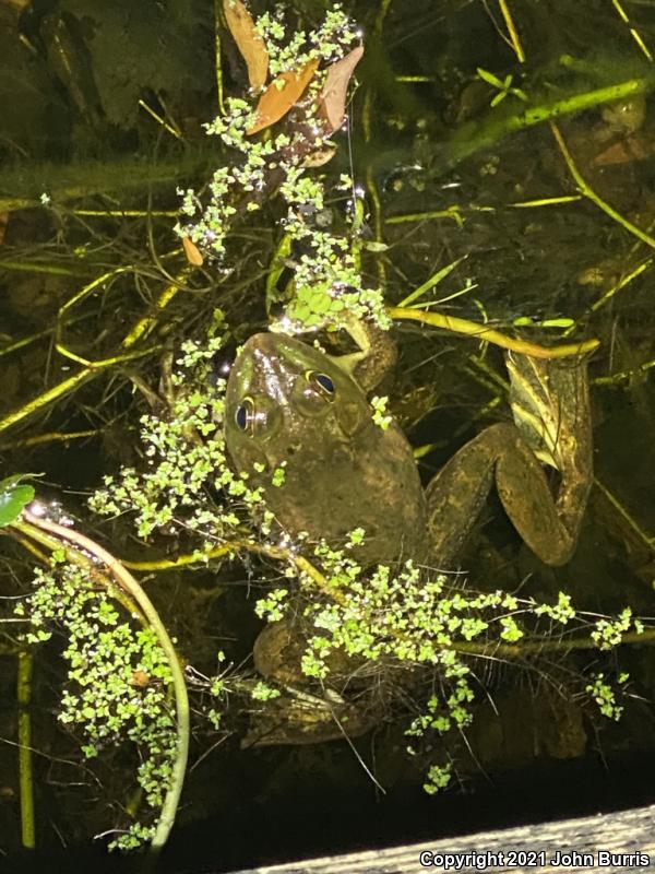 Pig Frog (Lithobates grylio)