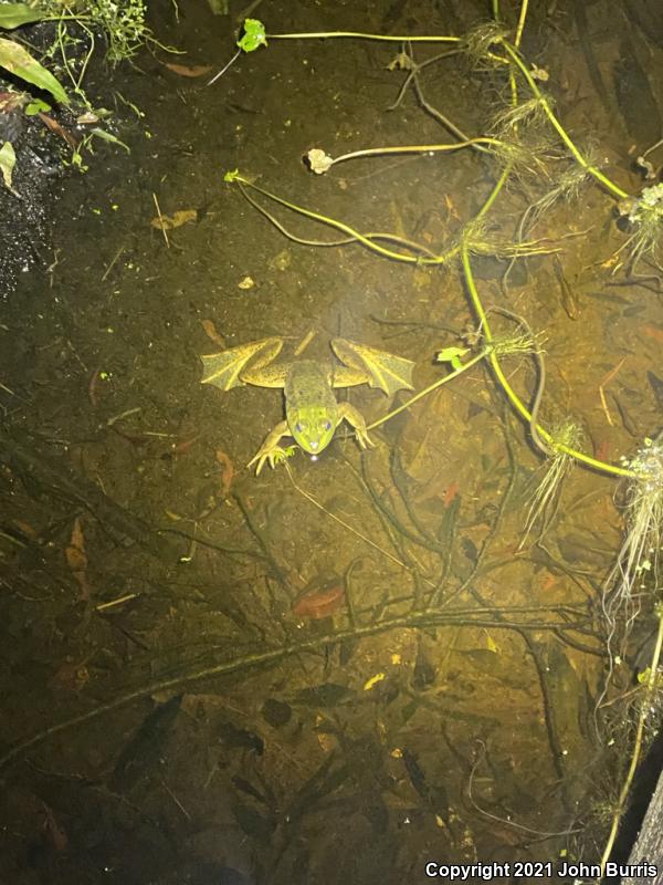 Pig Frog (Lithobates grylio)