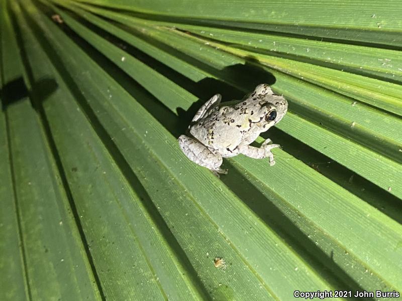 Bird-voiced Treefrog (Hyla avivoca)