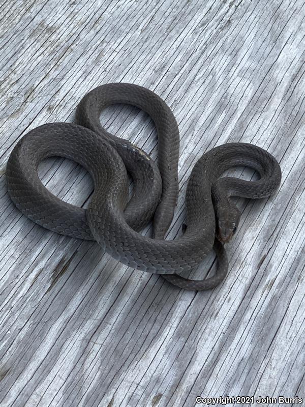 Black-masked Racer (Coluber constrictor latrunculus)