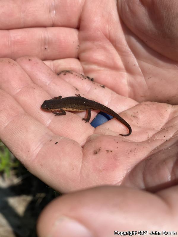 Central Newt (Notophthalmus viridescens louisianensis)