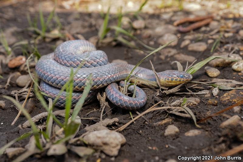 Common Rainbow Snake (Farancia erytrogramma erytrogramma)