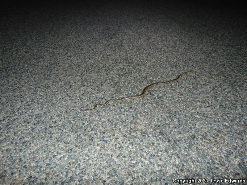 San Diego Gopher Snake (Pituophis catenifer annectens)