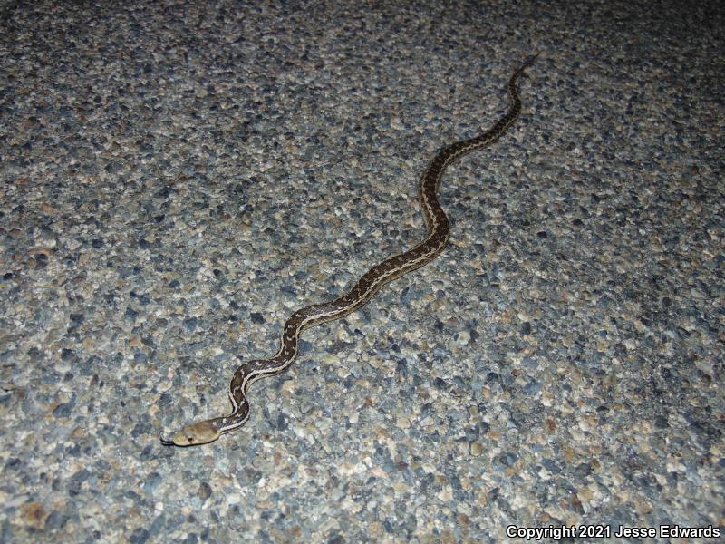 San Diego Gopher Snake (Pituophis catenifer annectens)