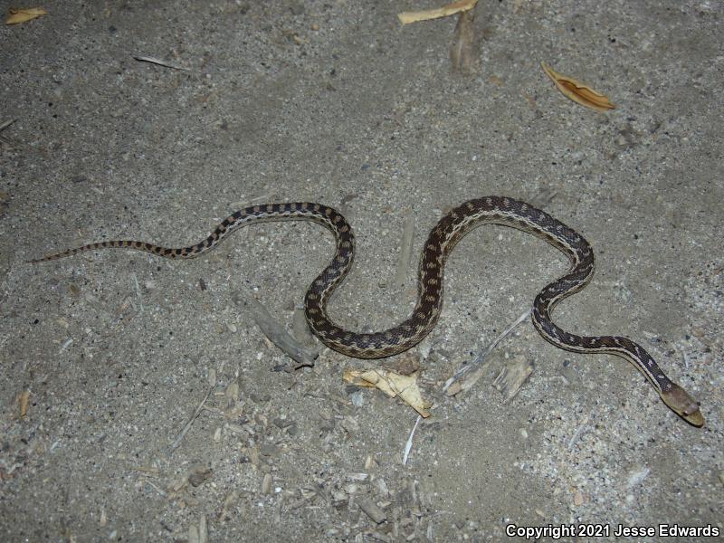 San Diego Gopher Snake (Pituophis catenifer annectens)