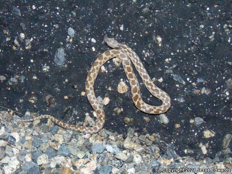 San Diego Nightsnake (Hypsiglena ochrorhyncha klauberi)