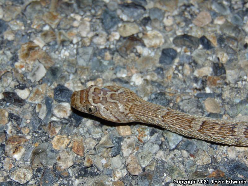 Western Lyresnake (Trimorphodon biscutatus)