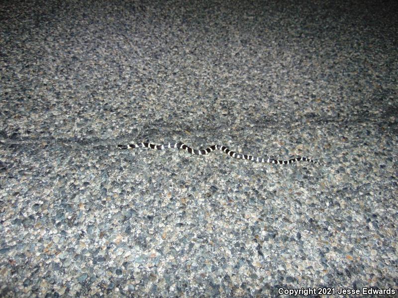 California Kingsnake (Lampropeltis getula californiae)