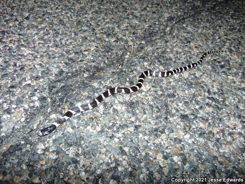 California Kingsnake (Lampropeltis getula californiae)