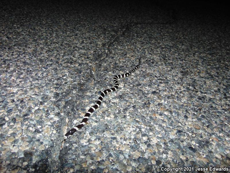 California Kingsnake (Lampropeltis getula californiae)