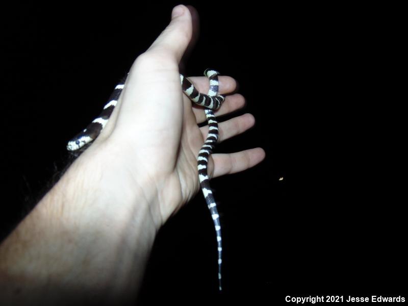 California Kingsnake (Lampropeltis getula californiae)