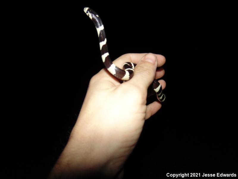 California Kingsnake (Lampropeltis getula californiae)