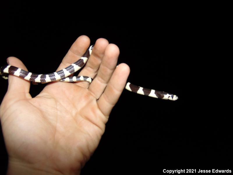 California Kingsnake (Lampropeltis getula californiae)