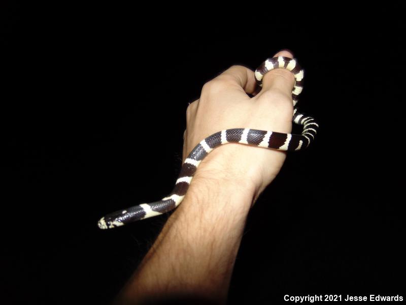 California Kingsnake (Lampropeltis getula californiae)