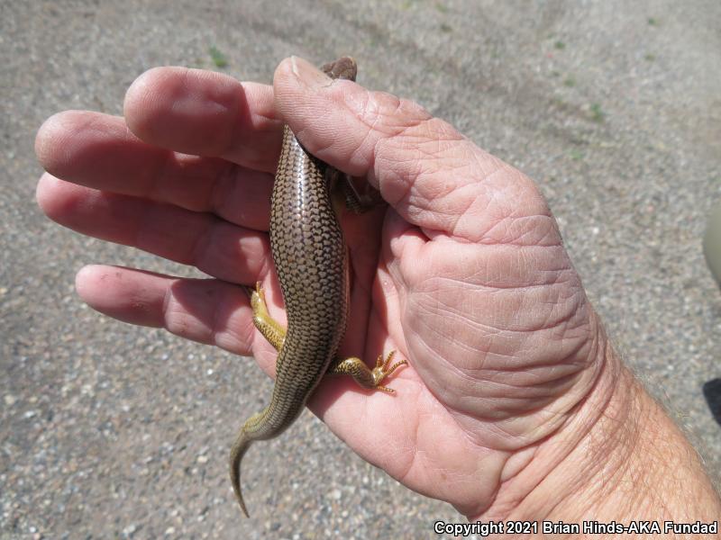 Great Plains Skink (Plestiodon obsoletus)