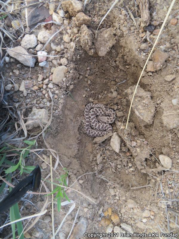 Plains Hog-nosed Snake (Heterodon nasicus)