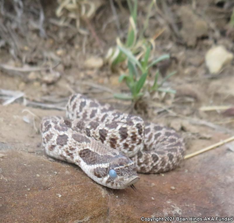 Plains Hog-nosed Snake (Heterodon nasicus)