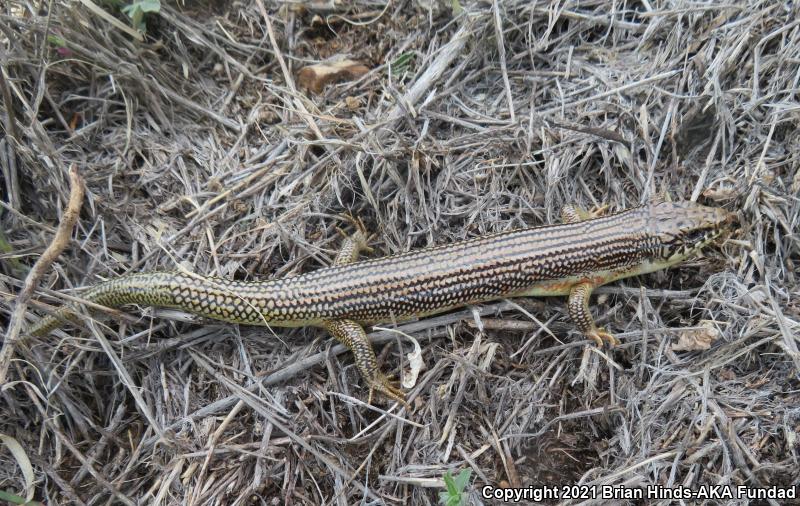 Great Plains Skink (Plestiodon obsoletus)