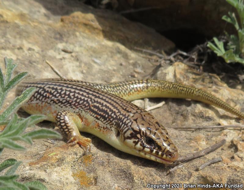 Great Plains Skink (Plestiodon obsoletus)