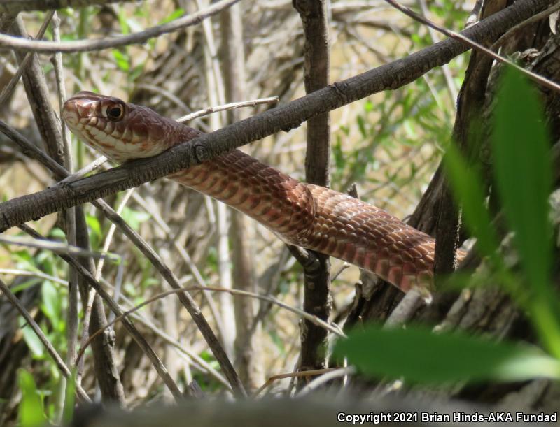 Western Coachwhip (Coluber flagellum testaceus)