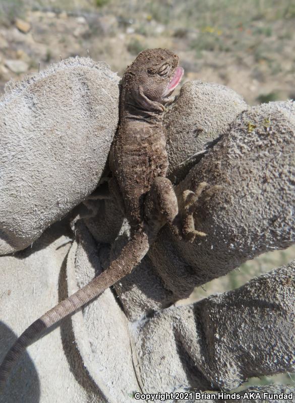 Eastern Collared Lizard (Crotaphytus collaris)