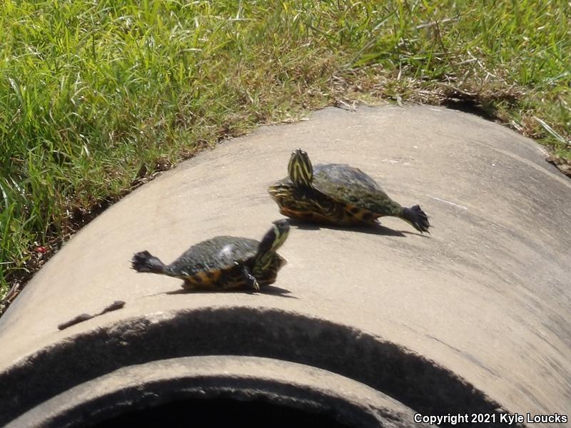 Yellow-bellied Slider (Trachemys scripta scripta)