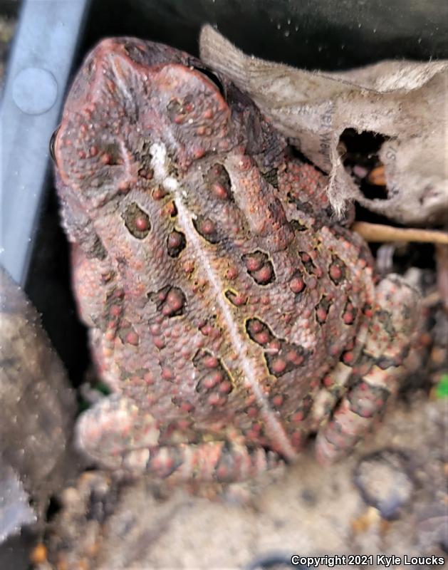 Fowler's Toad (Anaxyrus fowleri)