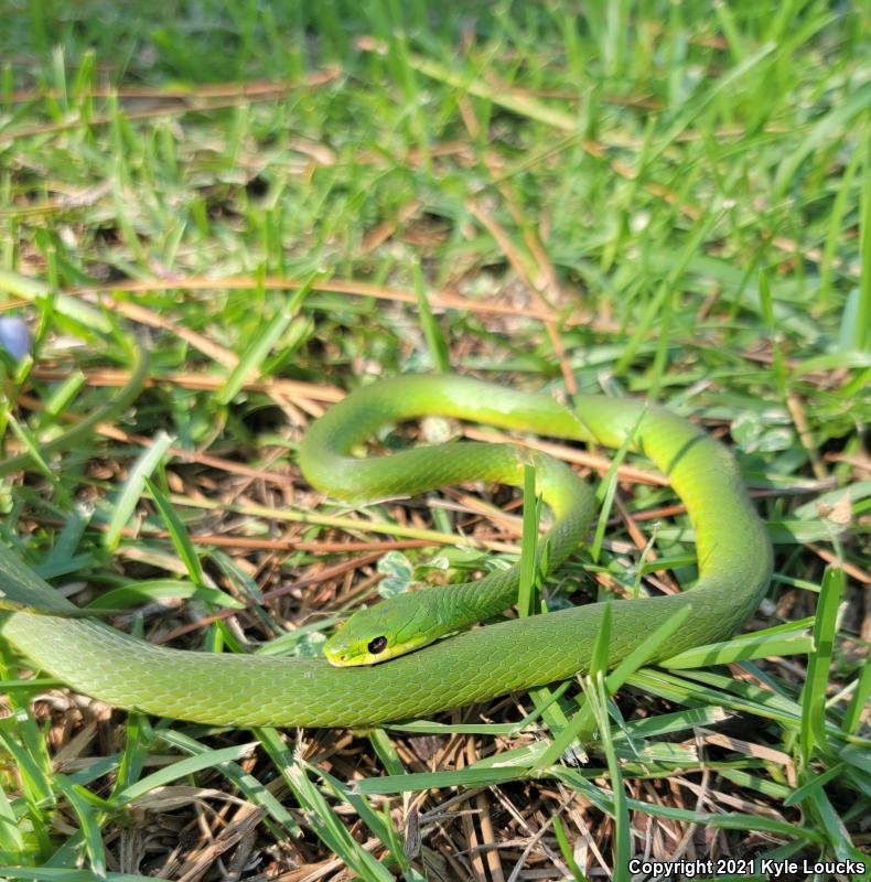 Northern Rough Greensnake (Opheodrys aestivus aestivus)