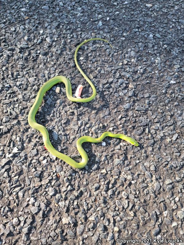 Northern Rough Greensnake (Opheodrys aestivus aestivus)