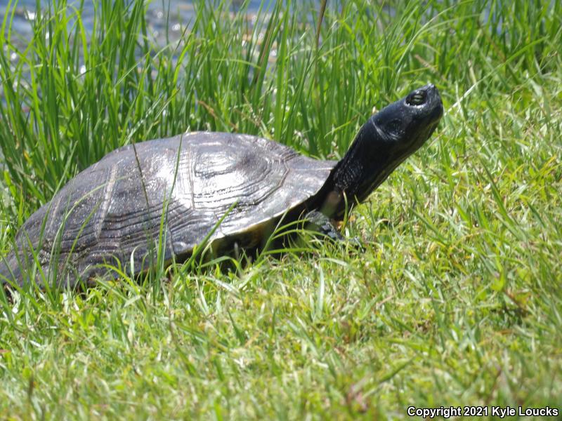 Yellow-bellied Slider (Trachemys scripta scripta)