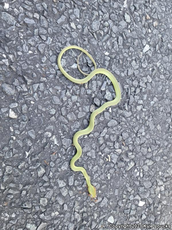 Northern Rough Greensnake (Opheodrys aestivus aestivus)