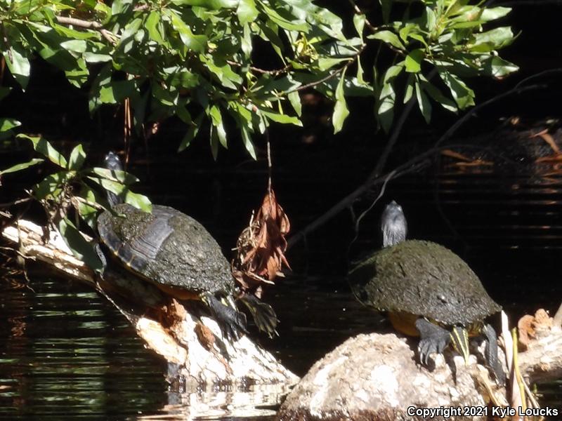 Yellow-bellied Slider (Trachemys scripta scripta)