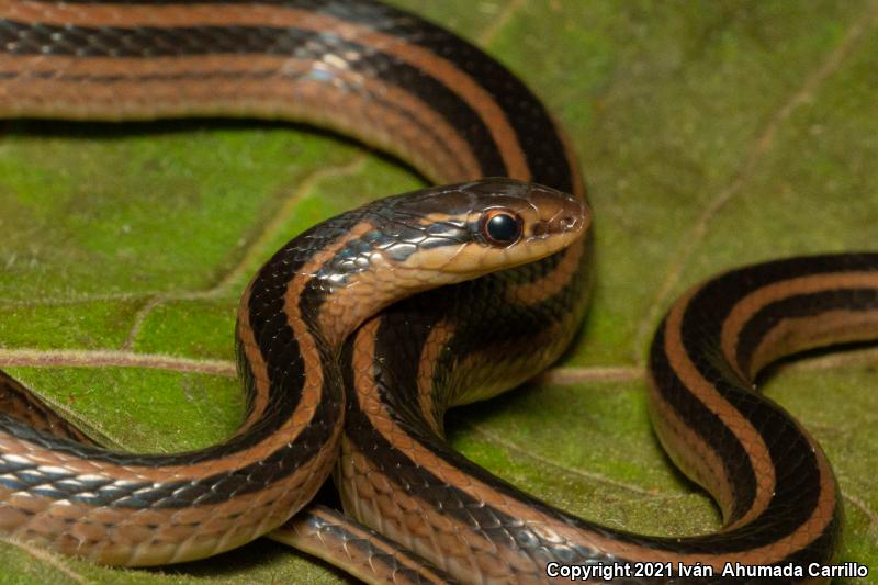 Littersnakes (Rhadinaea)