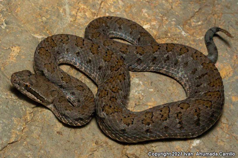 Western Dusky Rattlesnake (Crotalus triseriatus armstrongi)