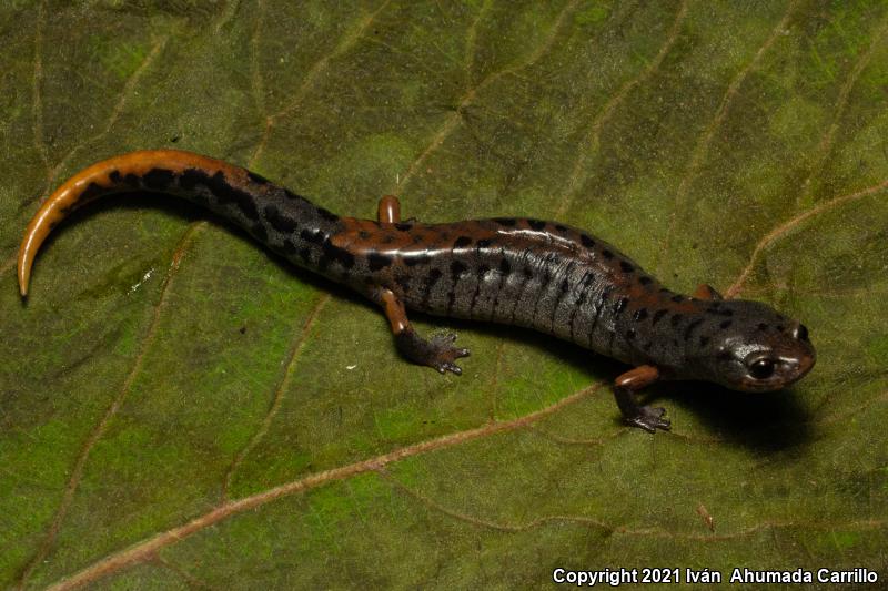 Conant's Salamander (Pseudoeurycea conanti)