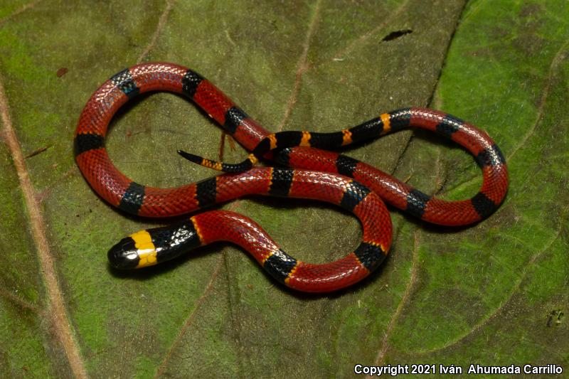 Sierra Madre Coralsnake (Micrurus browni)