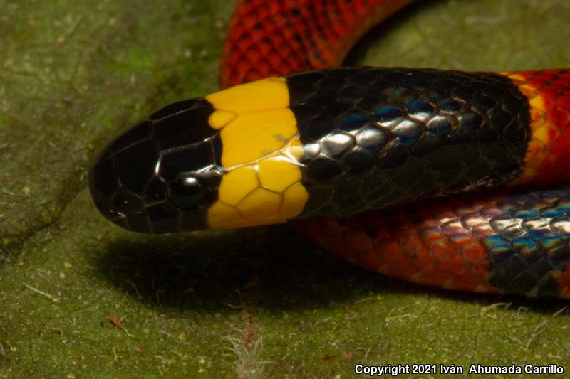 Sierra Madre Coralsnake (Micrurus browni)