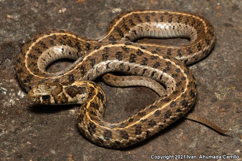 Long-tailed Alpine Gartersnake (Thamnophis scalaris)