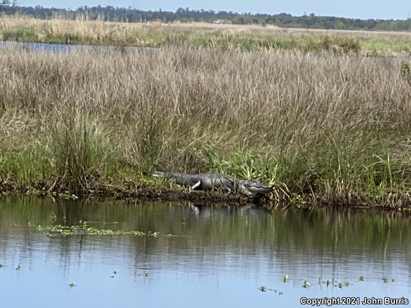 American Alligator (Alligator mississippiensis)