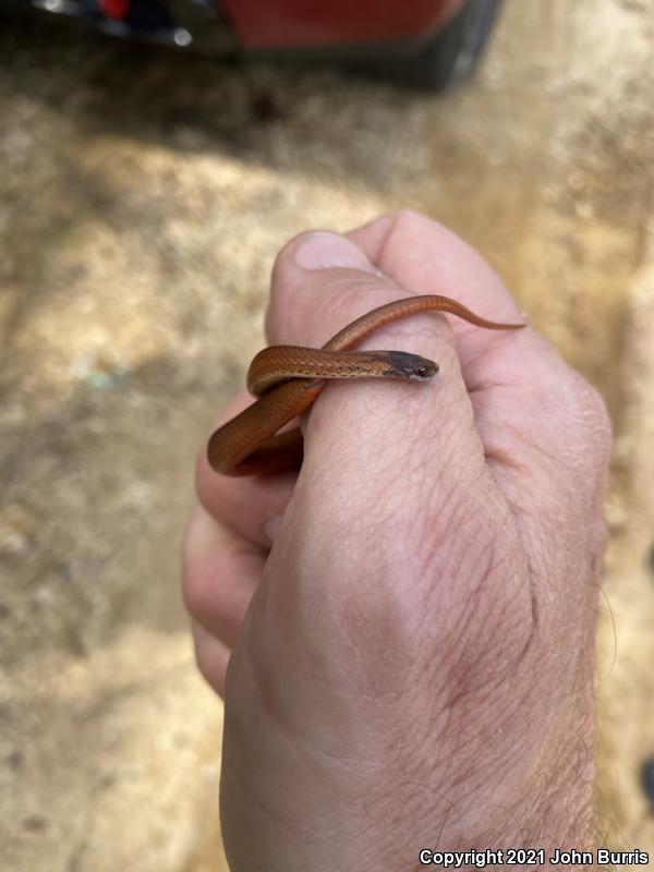 Florida Red-bellied Snake (Storeria occipitomaculata obscura)