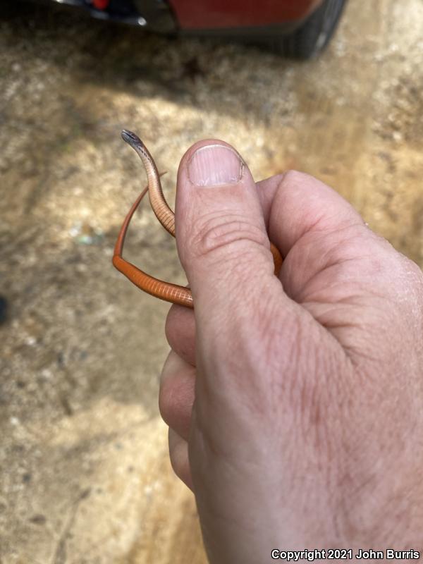 Florida Red-bellied Snake (Storeria occipitomaculata obscura)