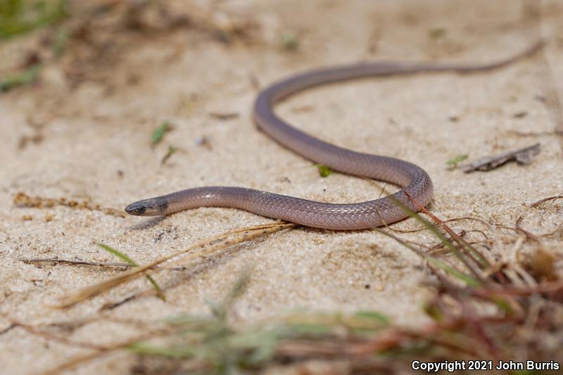 Southeastern Crowned Snake (Tantilla coronata)