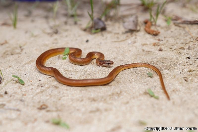 Pine Woods Littersnake (Rhadinaea flavilata)