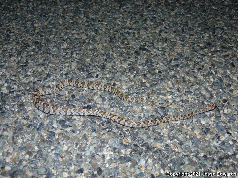 Western Lyresnake (Trimorphodon biscutatus)